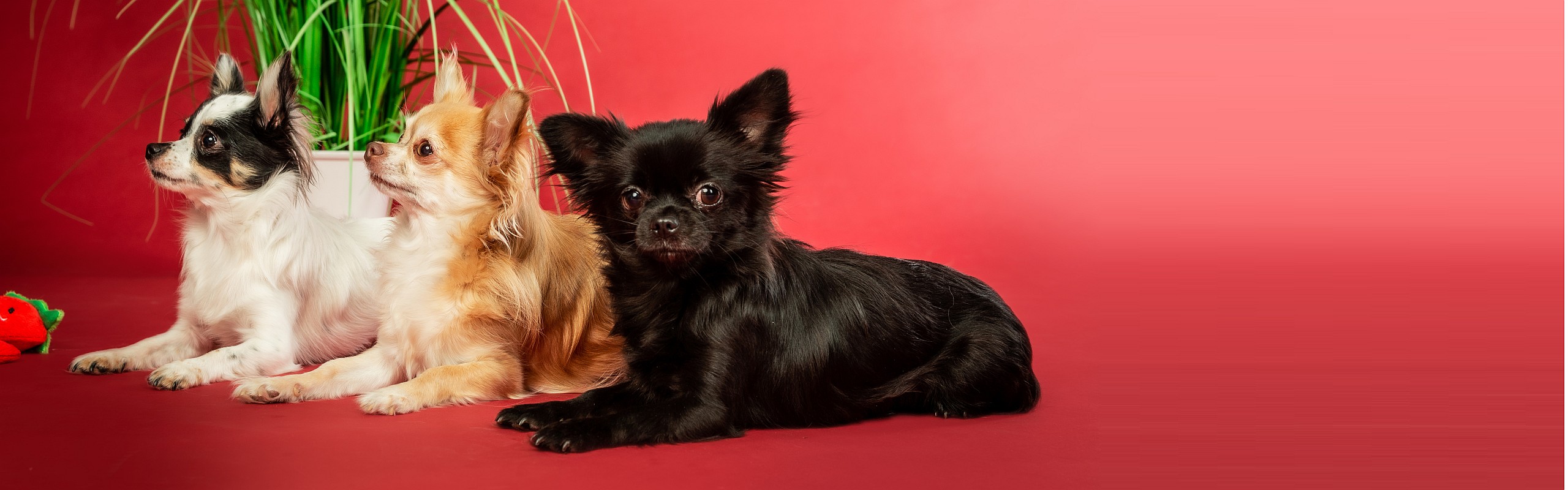 Engagement - Büro-Chihuahuas Maja, Elli und Blackhoodi